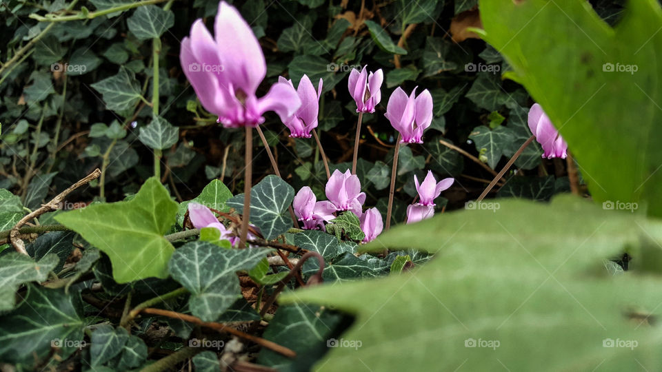 ciclamini flowers garden