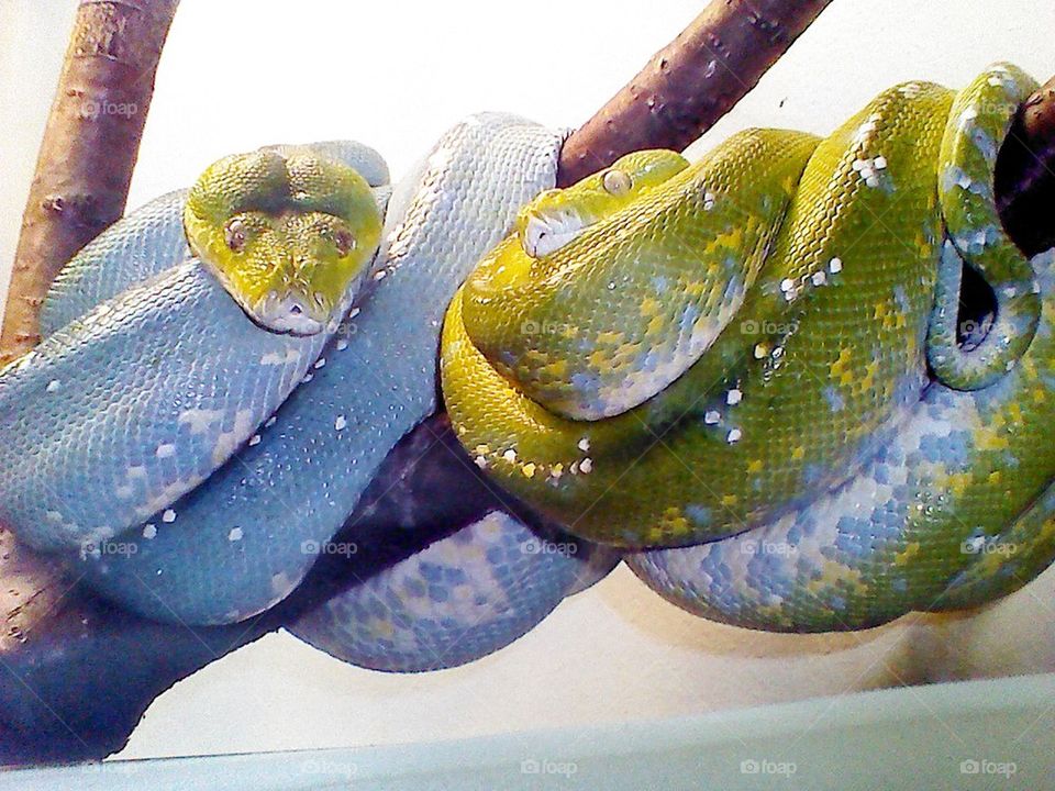 2 Tree Pythons