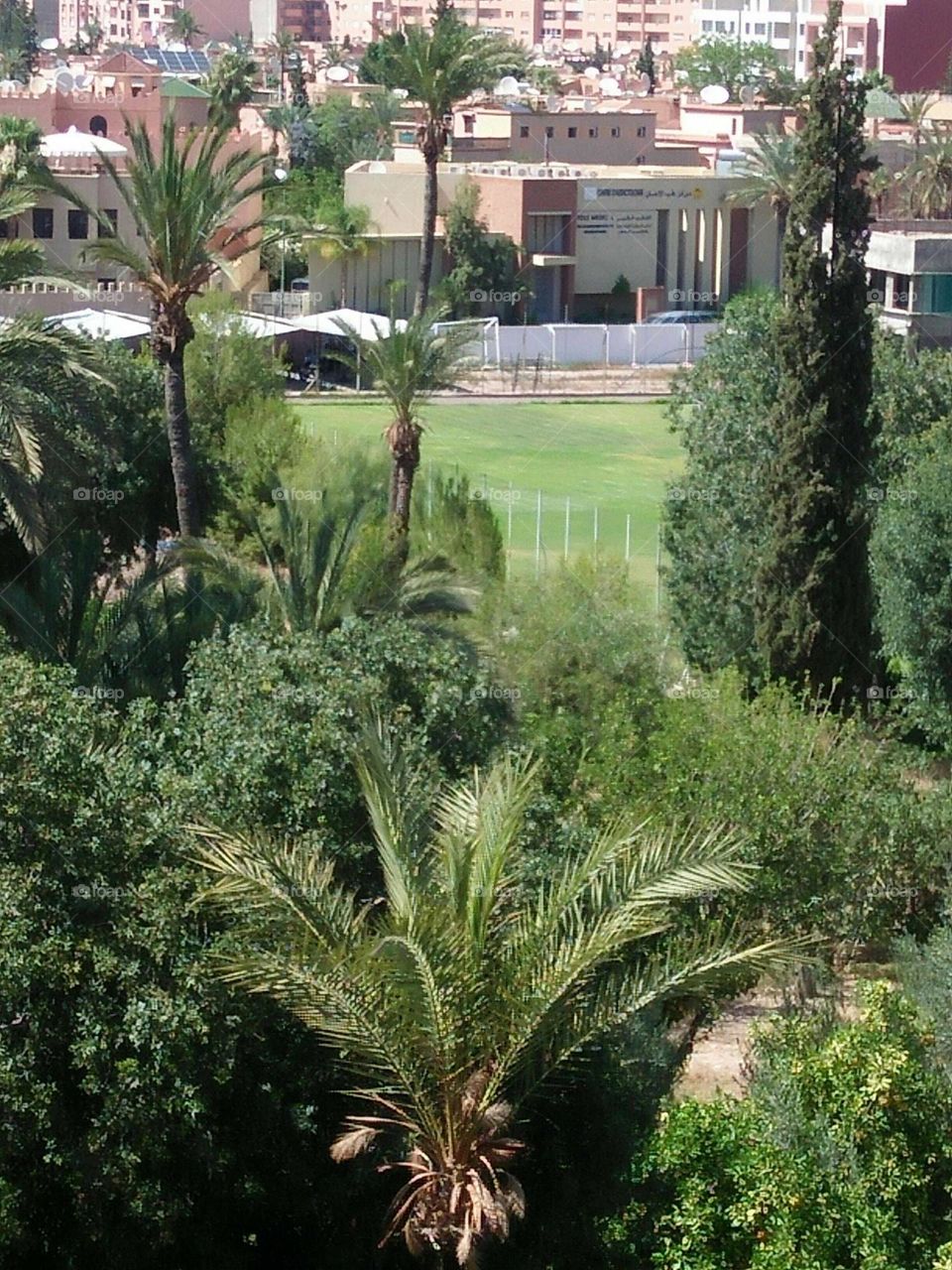 Beautiful plants at urban city in Morocco.