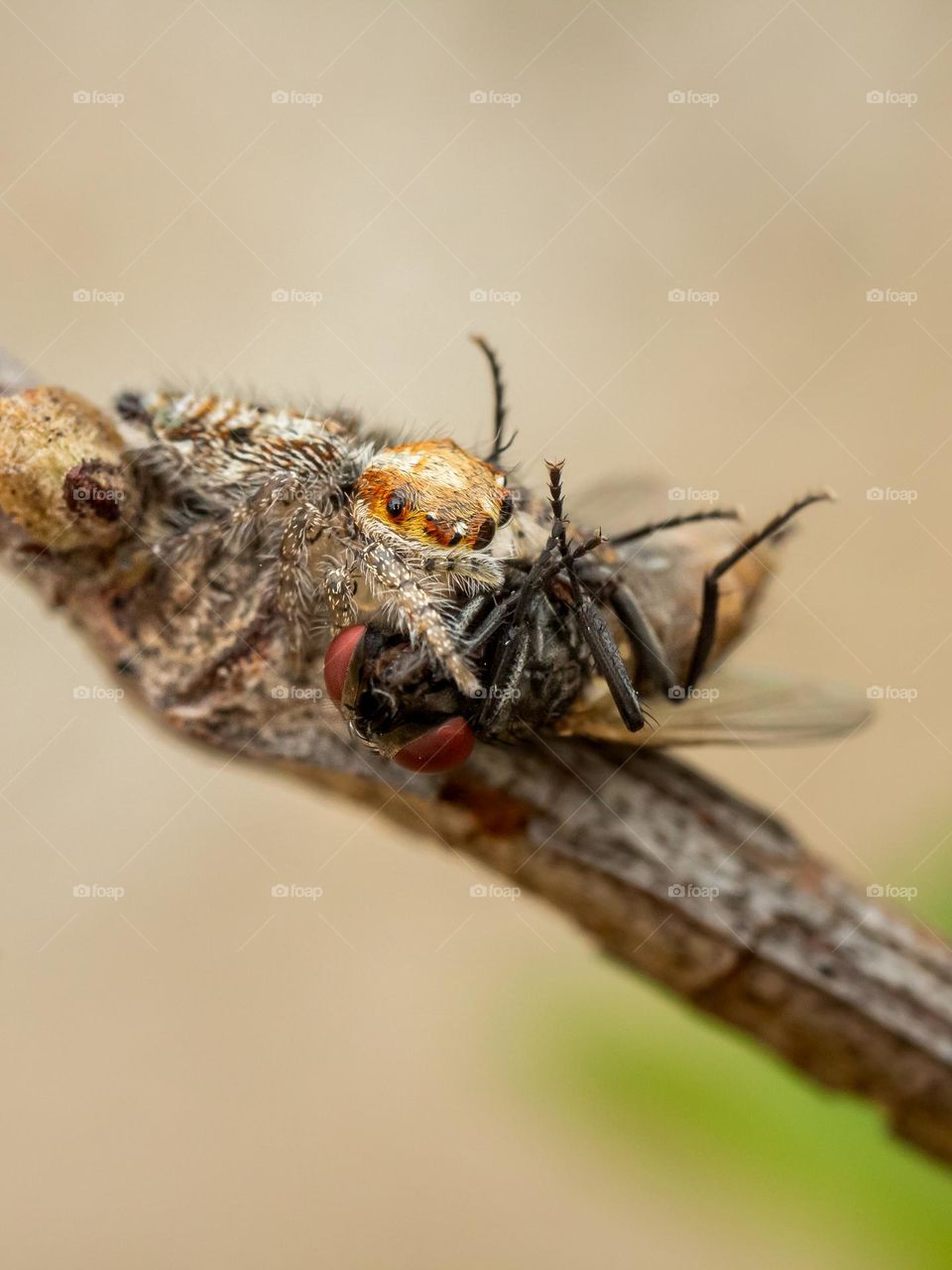 Spider hunting fly