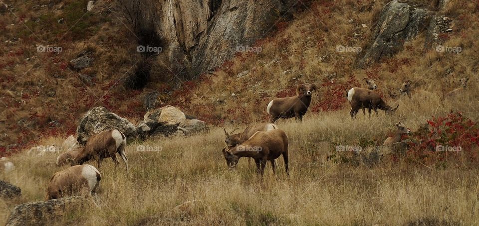 Big horn sheep in the fall