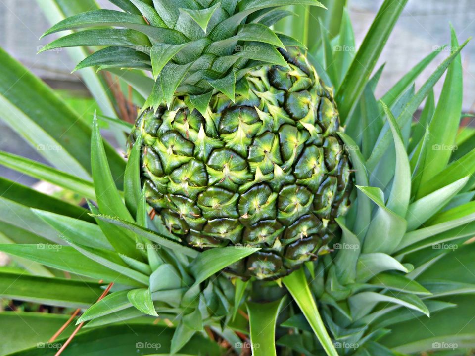 
Shapes of nature. Home grown pineapple - Pineapples are mathematical objects that occur in nature with their diamond pattern.  Their growth is dictated by the fibonacci sequence in multiple ways.