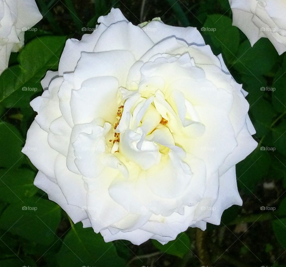 White Rose Close-up