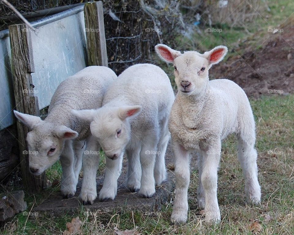 Three young lambs in the spring. 