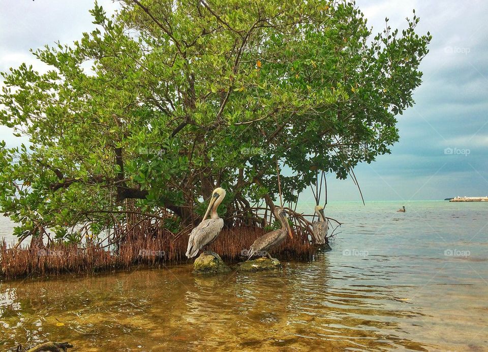 Pelicans in the bay