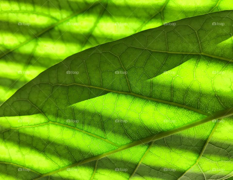Leaf patterns