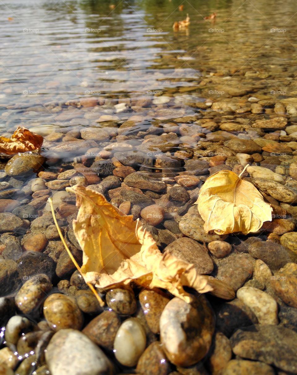 yellow leafs in the water