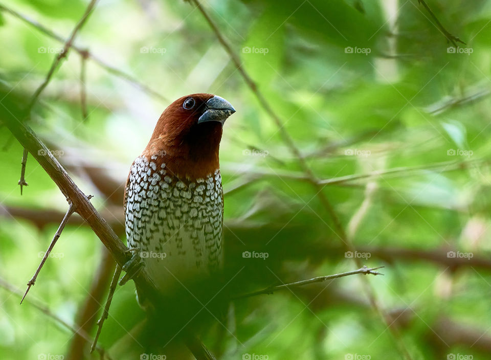 Bird photography - Scaly breasted munia - Curiosity