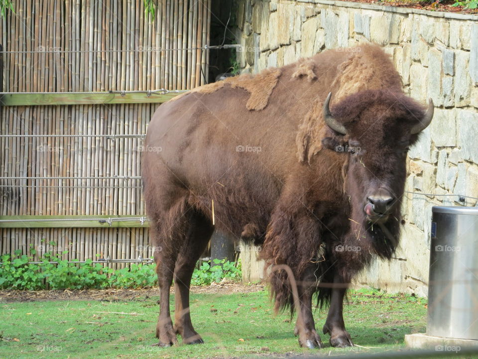 Buffalo with is tong out at the Smithsonian National Zoological Park in Washington D.C.