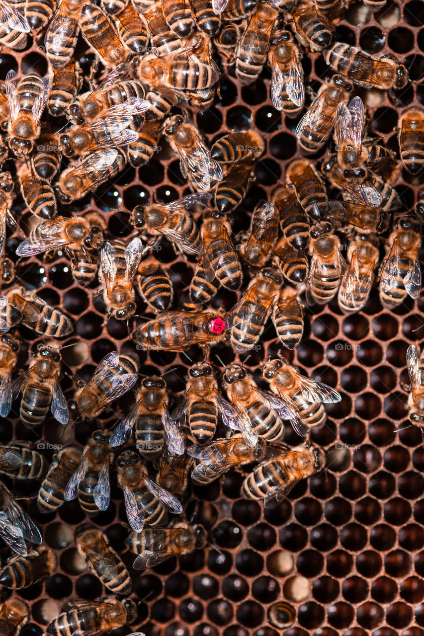 Beekeeper working in apiary, drawing out the honeycomb with bees and honey on it from a hive . Real people, authentic situations