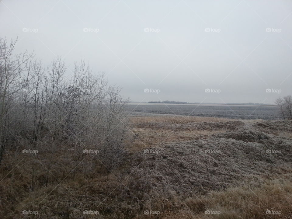 Hoar frost in the prairies