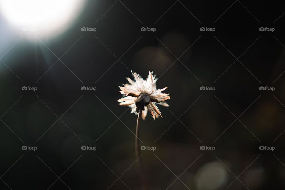 Beautiful flowers in bloom