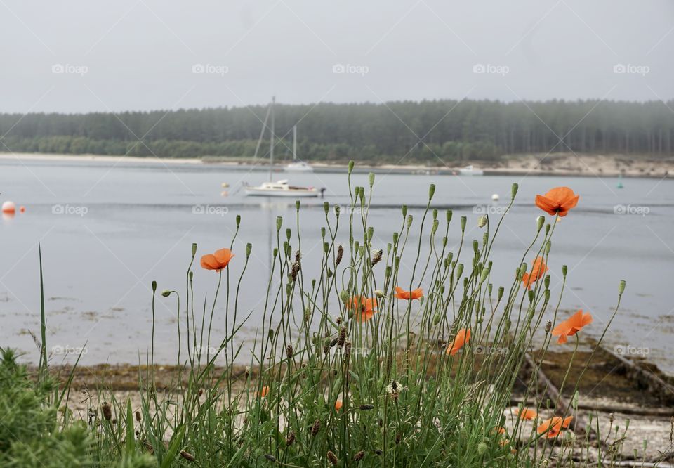 Coastal Poppies contrasting against sea fret 