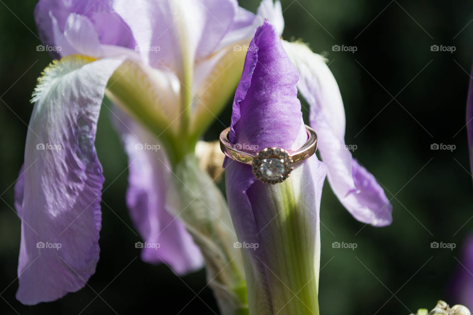 Blossoming Love. A beautiful ring shot during an engagement session. 
