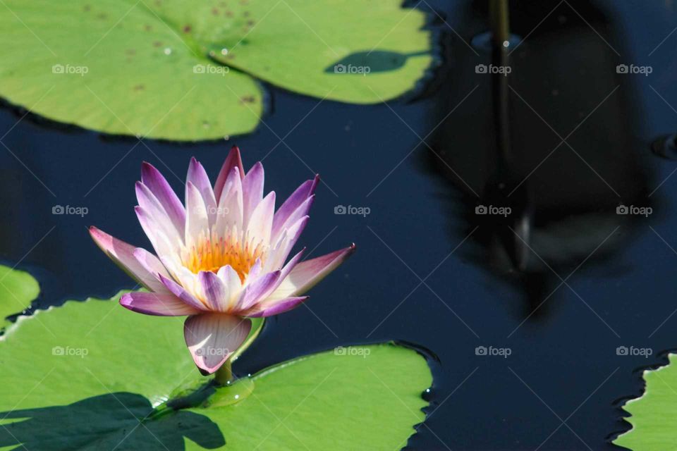 Lotus w/reflection