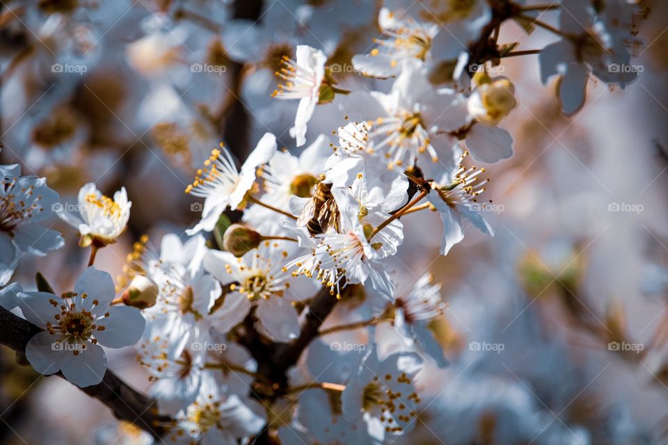 White spring flowers