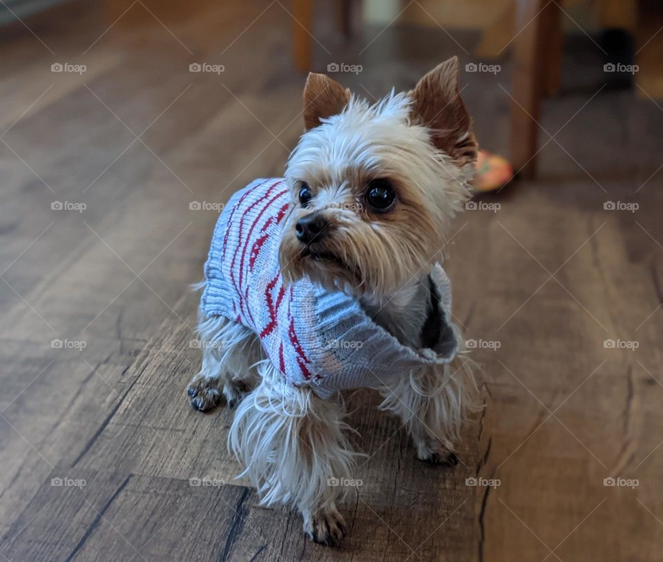 Sophie in her new sweater