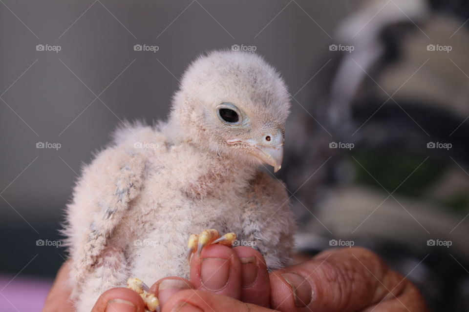 Hand holding wildlife rescued baby raptor 