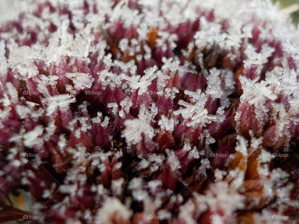 Pink ice flower looking like pink ice 😃