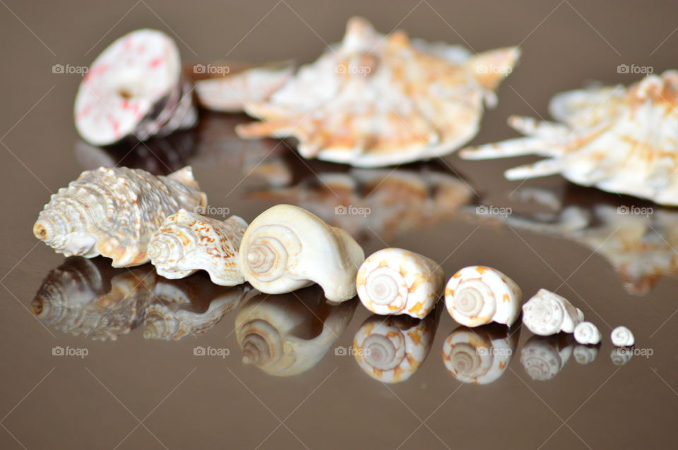 sea shell