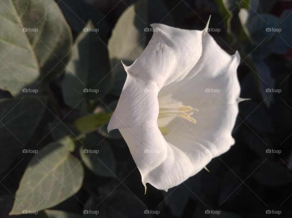 the Datura Flower white in colour looks very beautiful generally found everywhere fresh seasonal