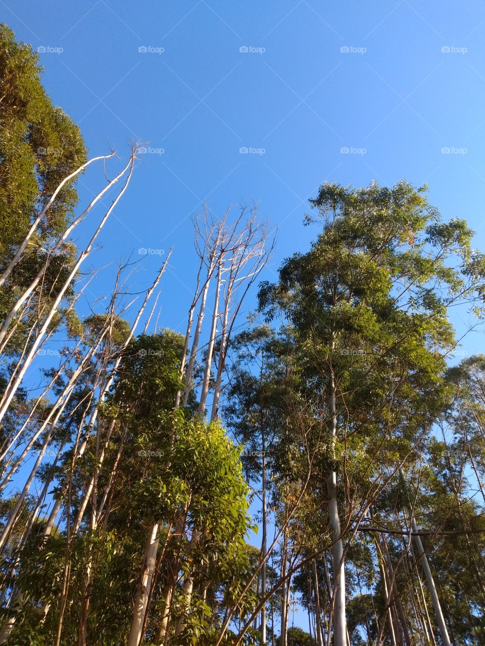 bem vindo foap natureza