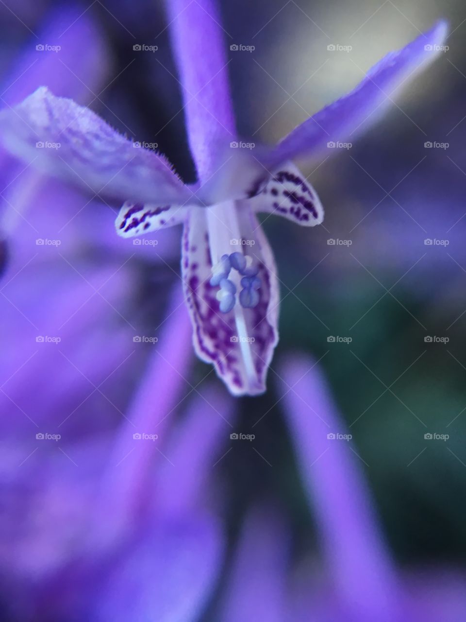 Purple flower closeup