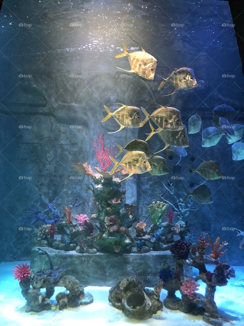 Fish in Aquarium 