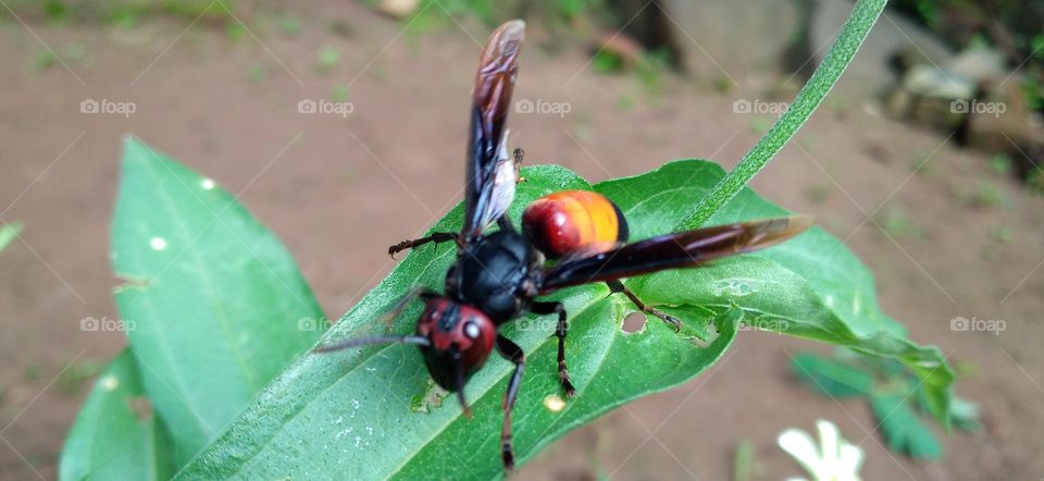 Vespa tropica insects perch on the leaves