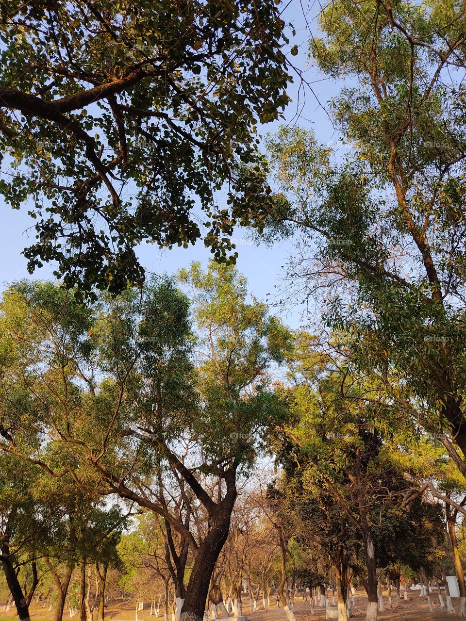 beautiful😍 trees 🌳🌳🌳🌳 in park