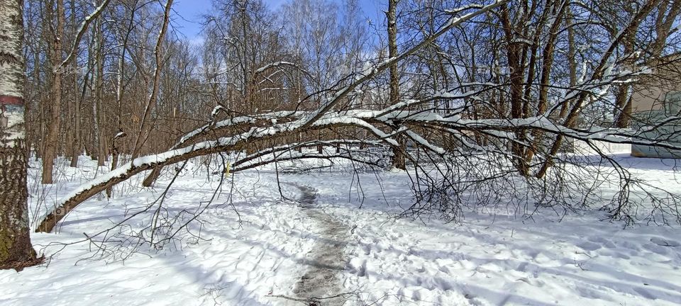 falen trees in the park, march weather