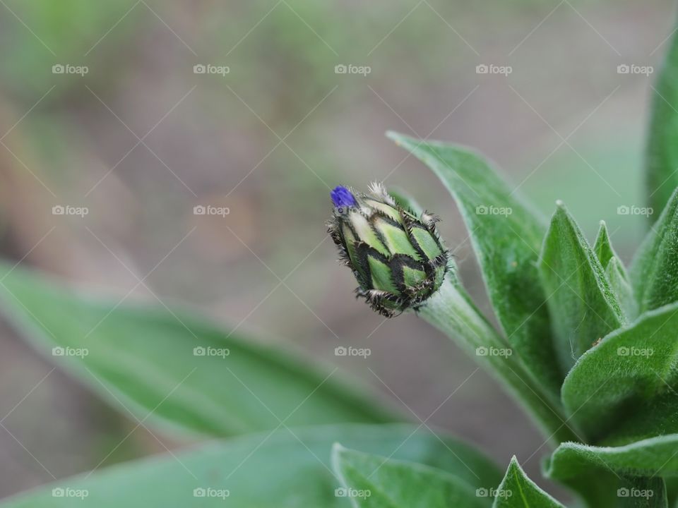 Mountain knapweed bud