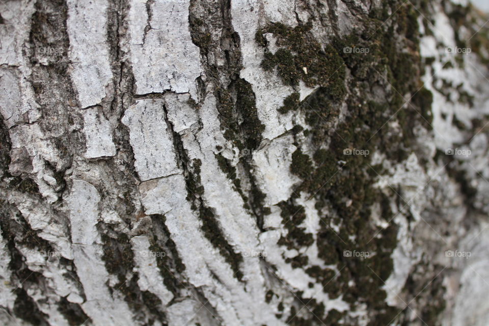 Bark of white tree