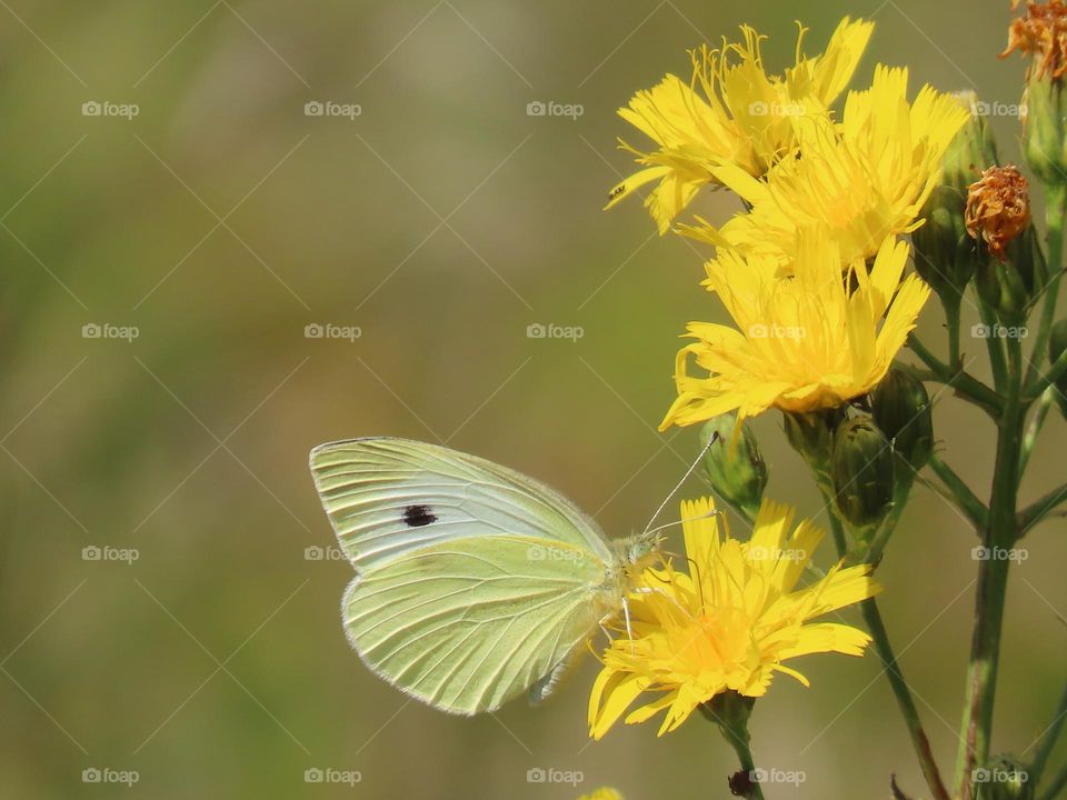 Butterfly on a flower