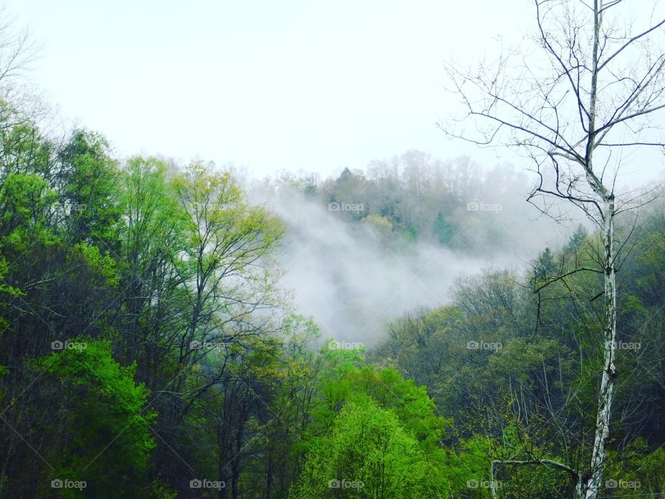 Foggy Appalachia