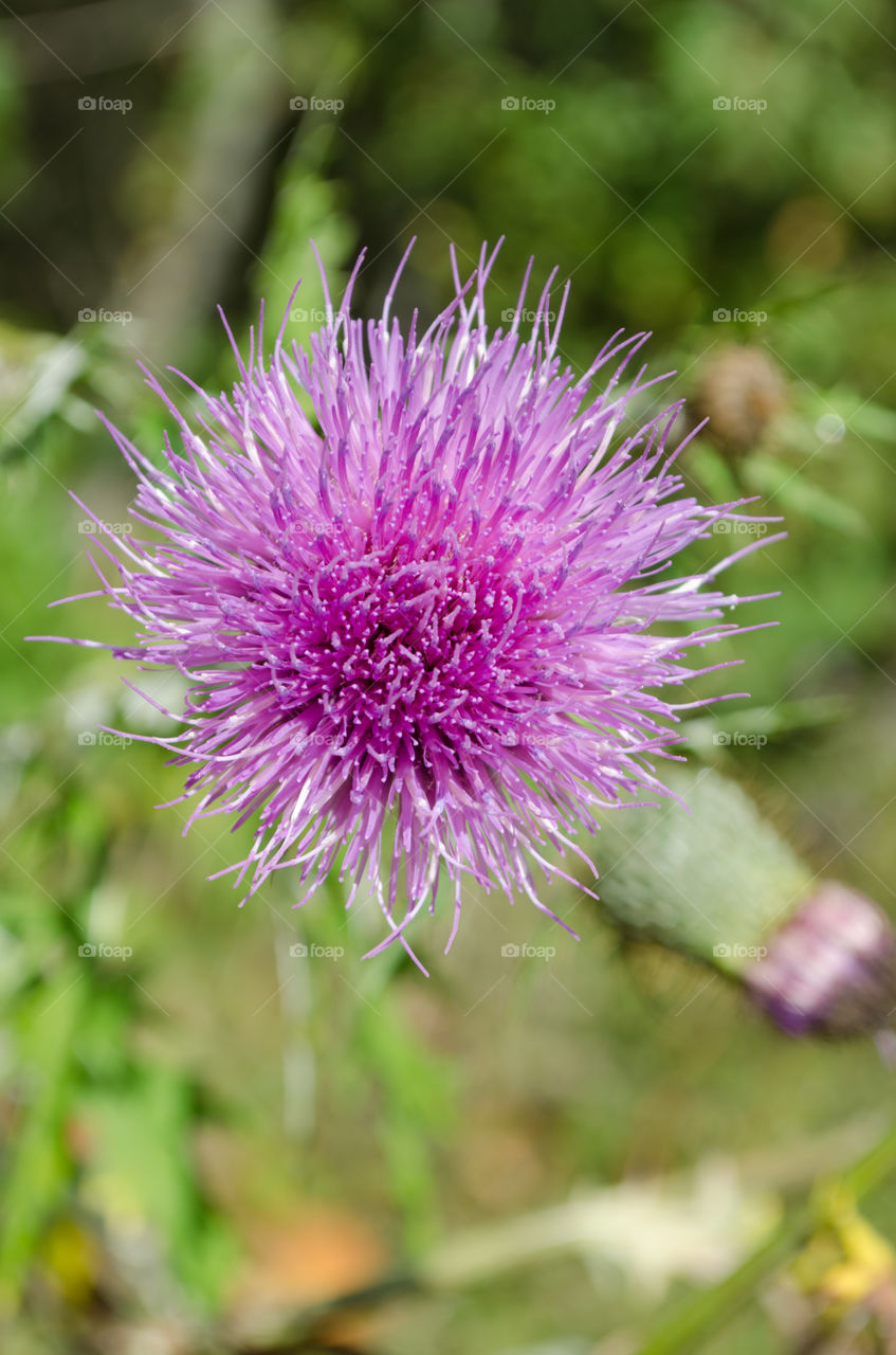 Purple thistle in the fall