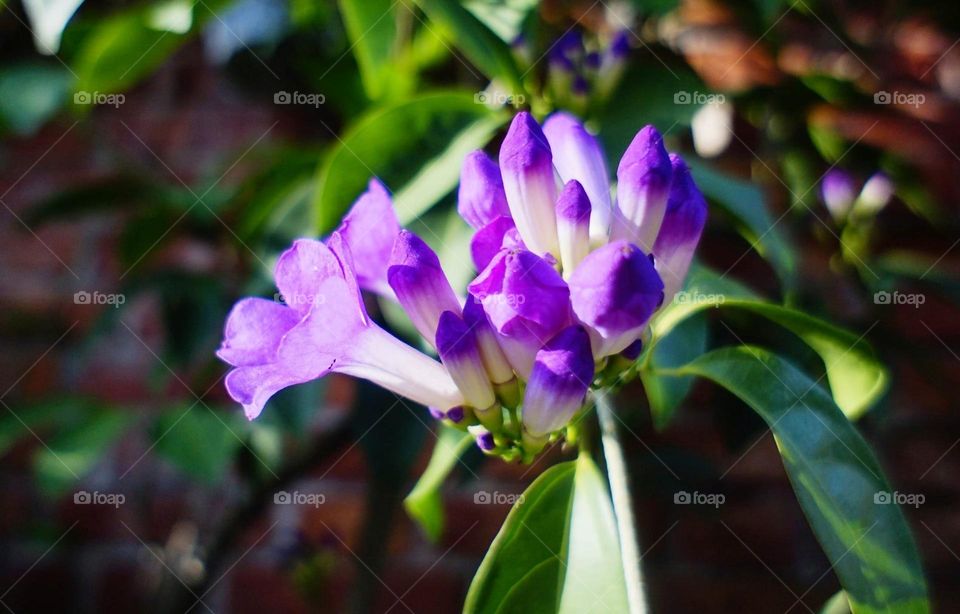 Beautiful flowers in bloom