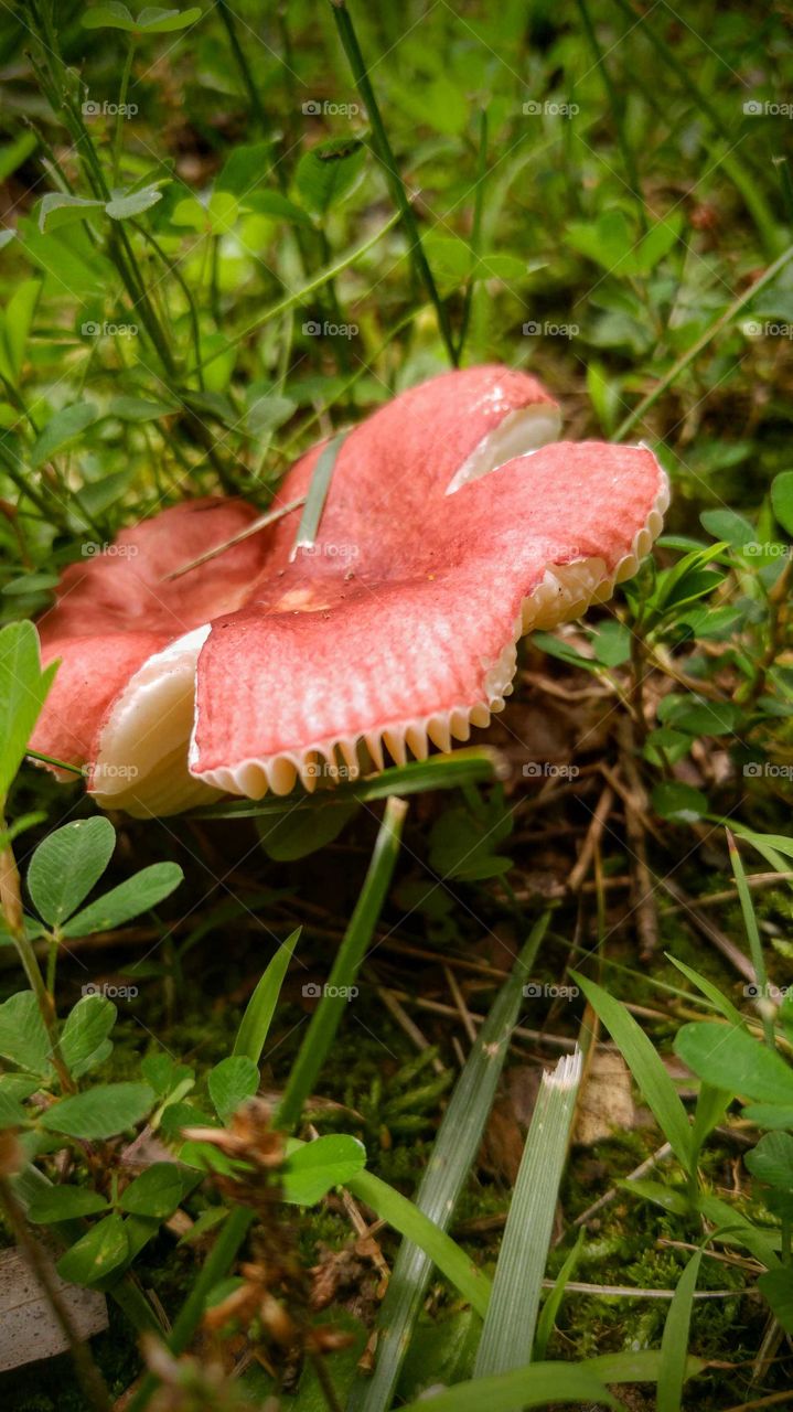 Apple peel-looking mushroom