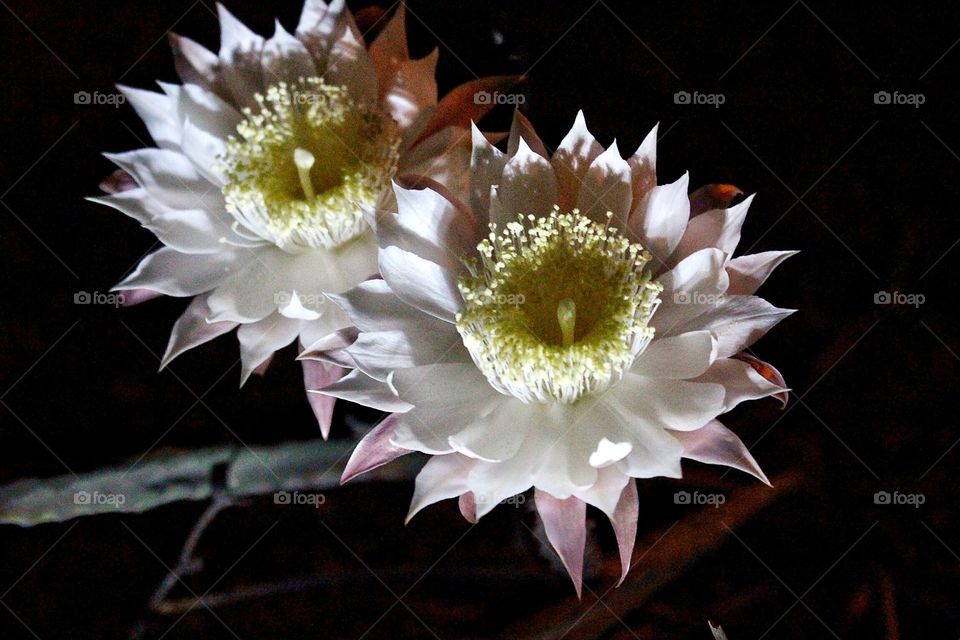 Night blooming cereus 