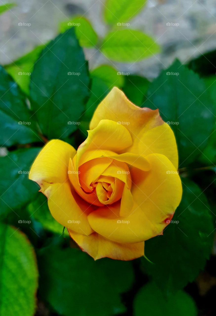 Yellow Rose happiness