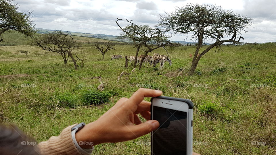 african wildlife shooting photos of zebra on cell phone