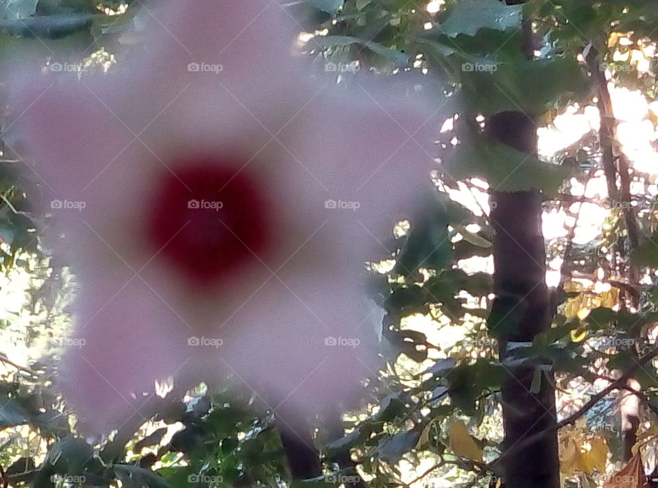 Цветок окно