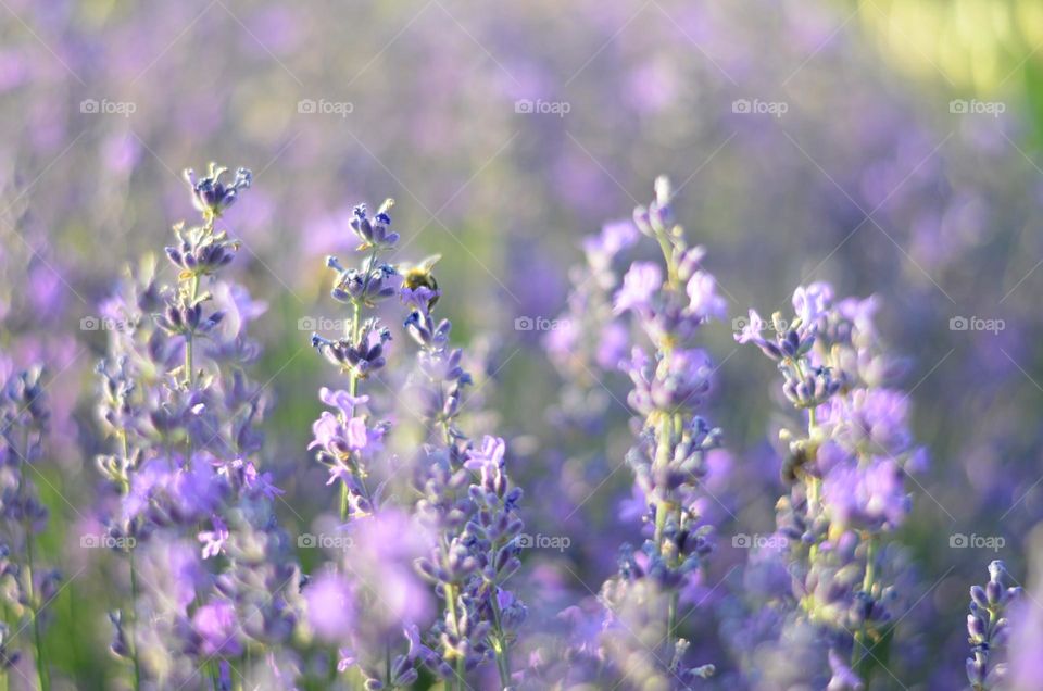 Birds & Bees - Nature in Motion