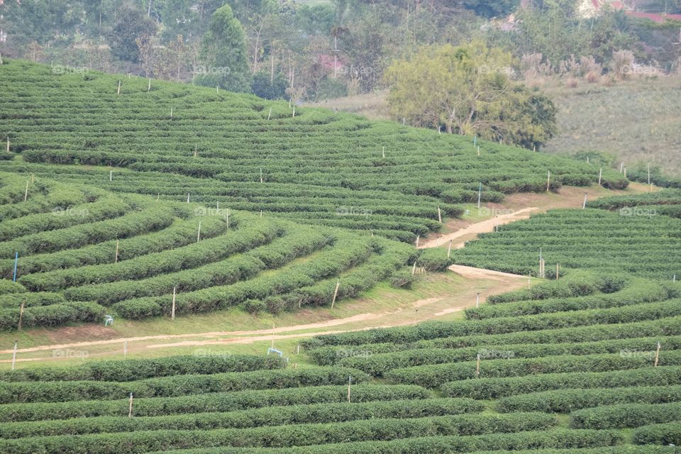 Chengrai/Thailand:February 16 2019-Chui Foung ,beautiful tea plantation 