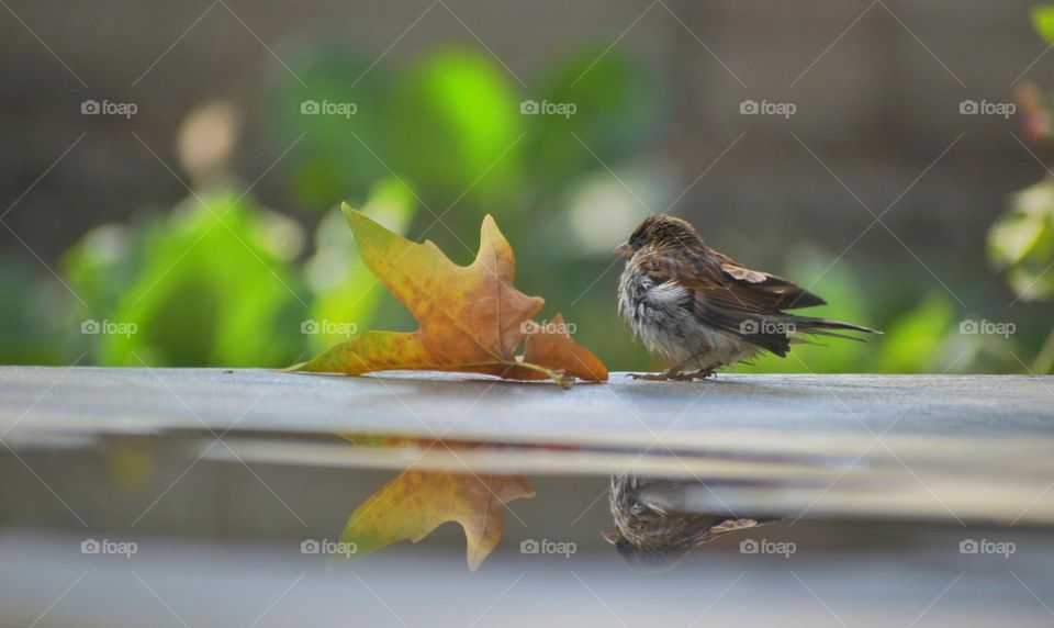 i once heard, Be still, and the earth will speak to you