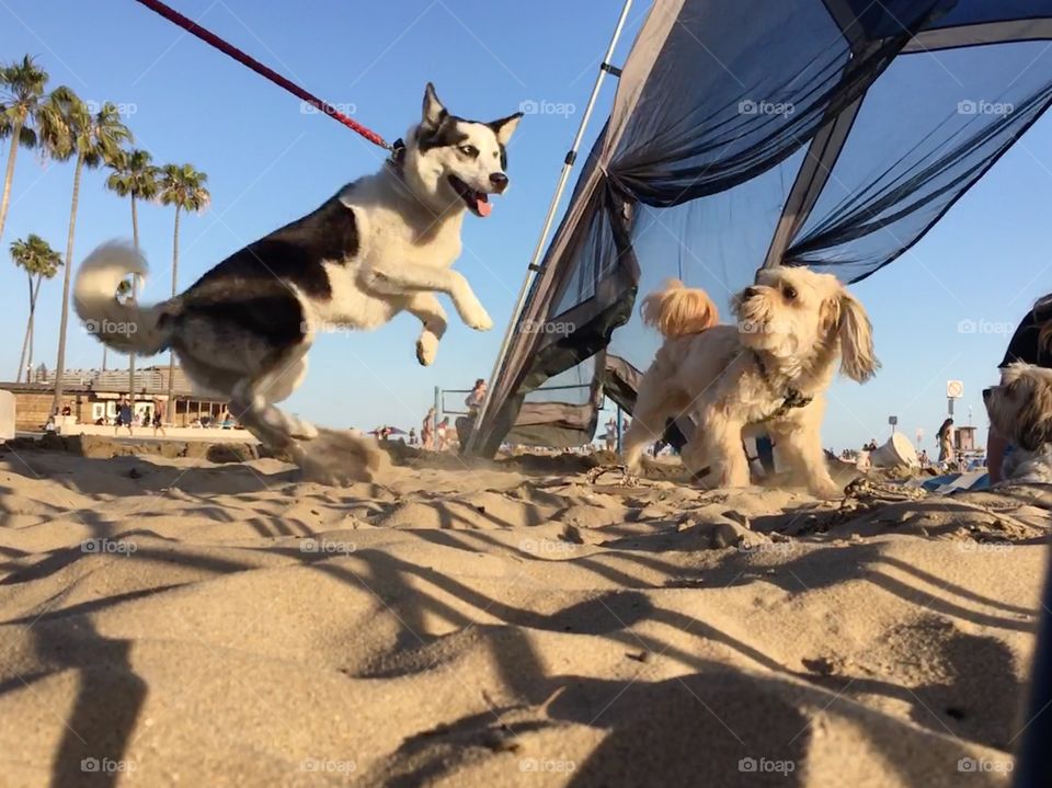 Playtime at the Beach 