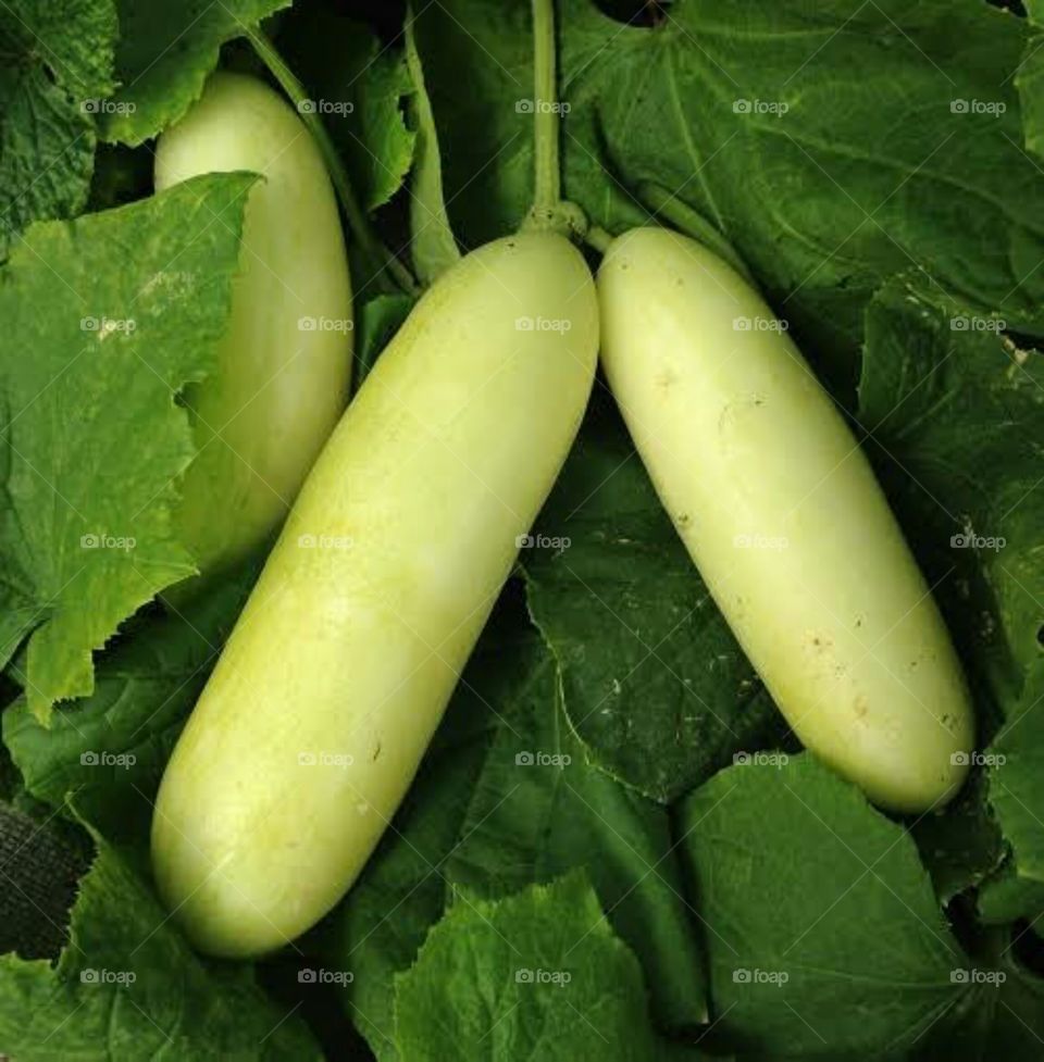 Cucumber is a widely cultivated plant in the gourd family, Cucurbitaceae. It is a creeping vine that bears cucumiform fruits that are used as vegetables. There are three main varieties of cucumber: slicing, pickling, and seedless🍉.