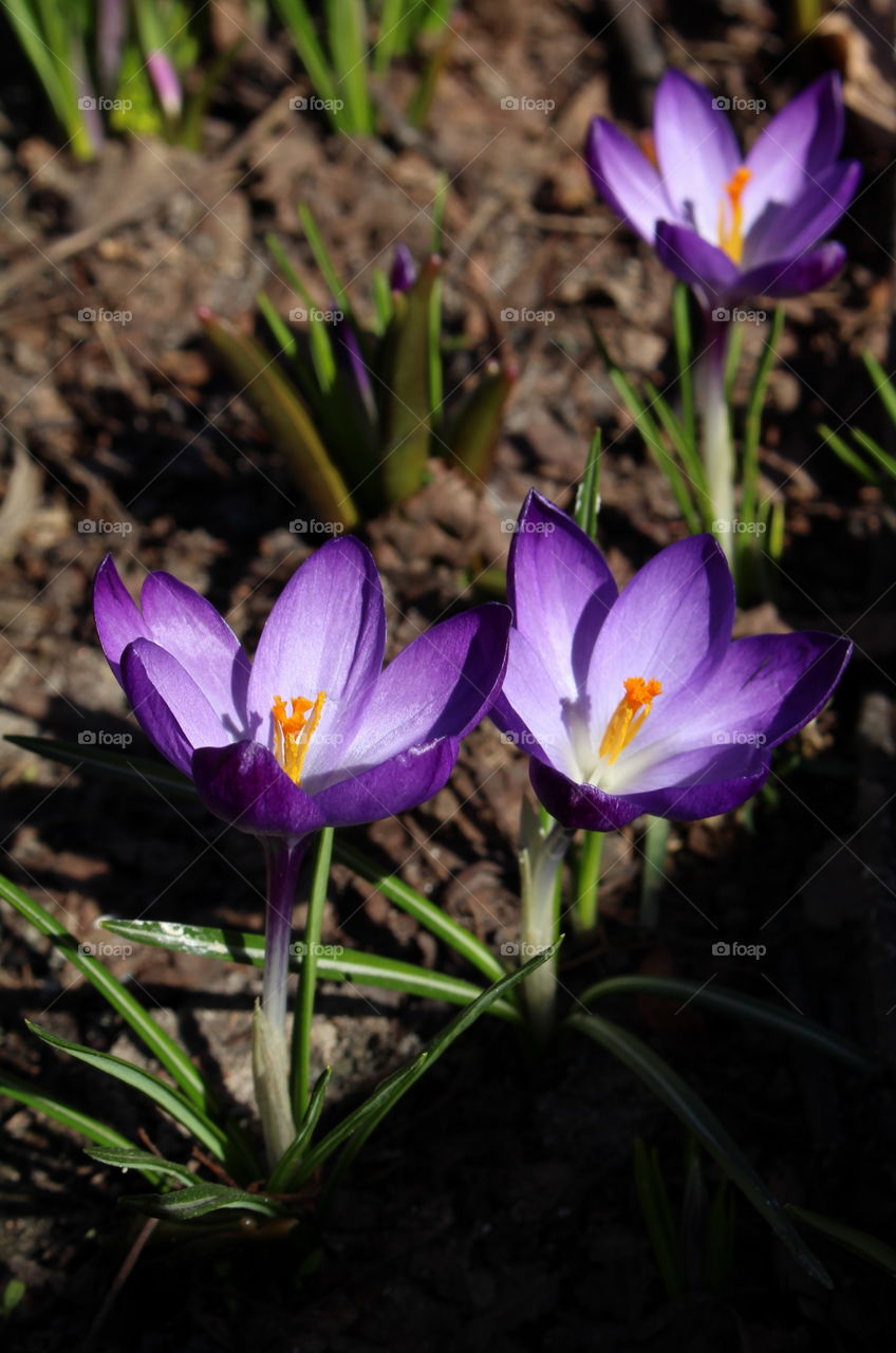 Spring flowers, crocus.