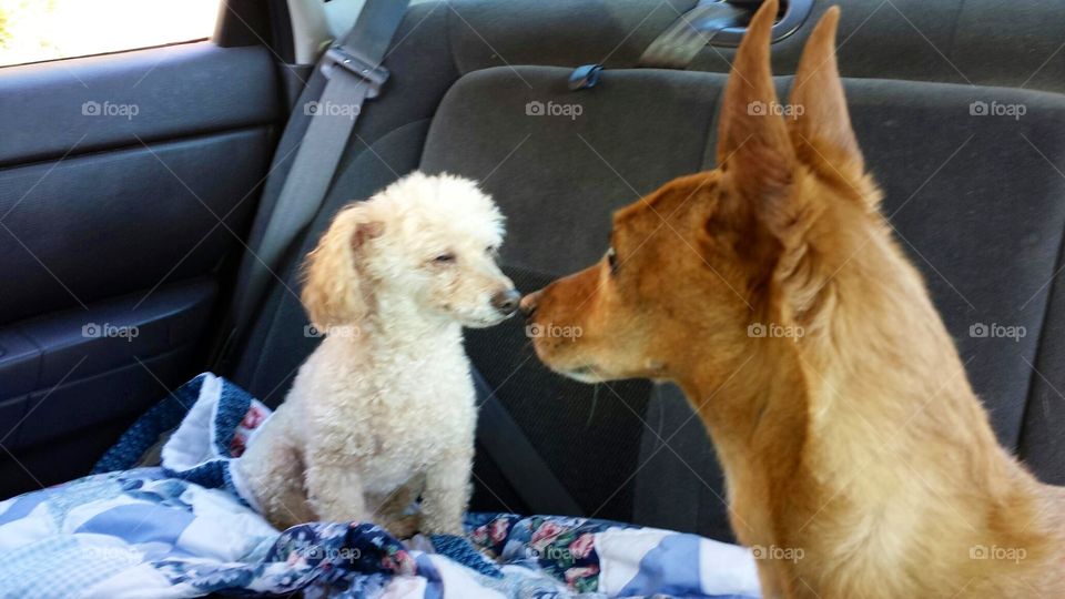 Optical Illusion of 2 Dogs Riding in Car
Took this picture over my shoulder and it looks like they are touching noses but they're not. It's an optical illusion! We were taking the dogs for a ride at the time!
Poodle and Jack Russell Terrier pets.