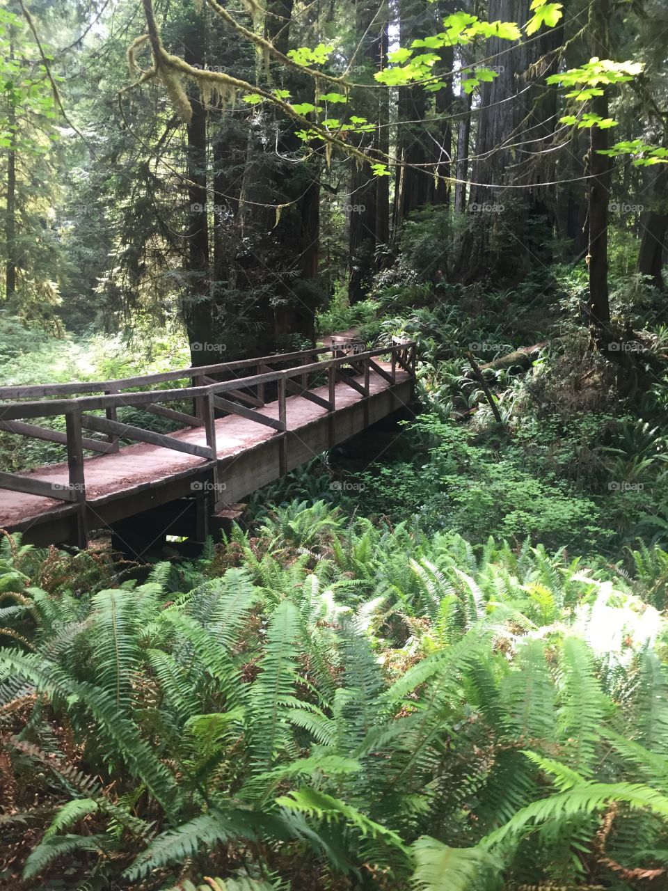 Fern Canyon